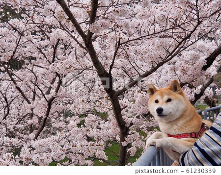 用Shiba Inu觀賞櫻花盛開 61230339