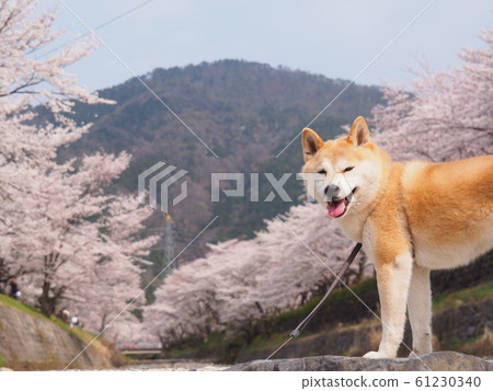 Cherry blossoms and Shiba Inu in full bloom Cherry blossoms and Shiba Inu in full bloom 61230340