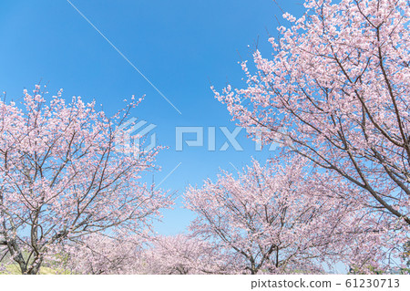 Cherry blossoms and blue sky in full bloom Cherry blossoms and blue sky in full bloom 61230713