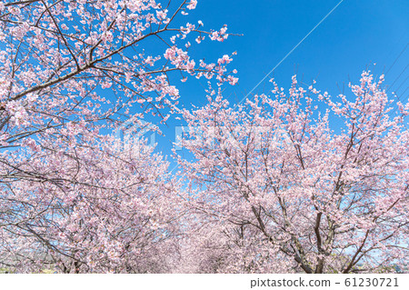 Cherry blossoms and blue sky in full bloom Cherry blossoms and blue sky in full bloom 61230721