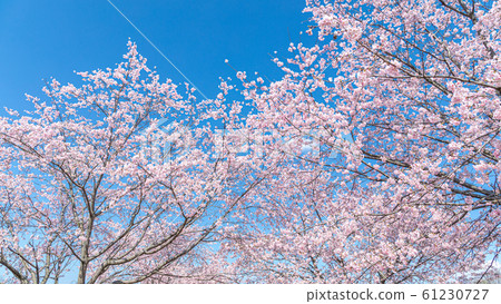 Cherry blossoms and blue sky in full bloom 61230727
