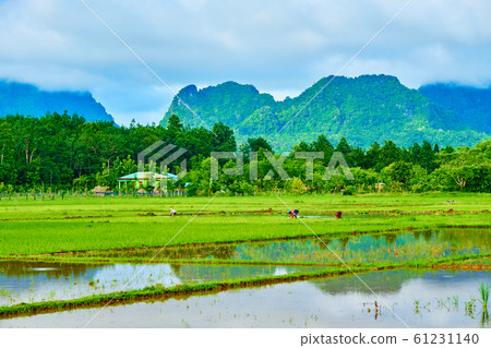 Myanmar rice planting scenery Myanmar rice planting scenery 61231140
