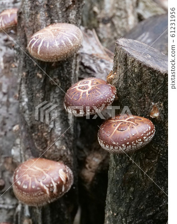 Shiitake Shiitake 61231956