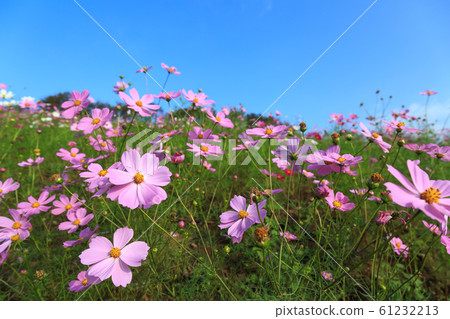 Cosmos field autumn image 61232213