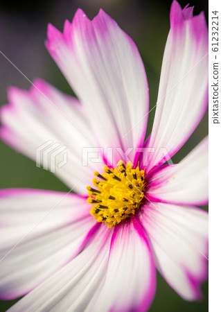 Cosmos field autumn image Cosmos field autumn image 61232214