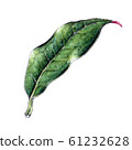 一片葉子 一片葉子 61232628