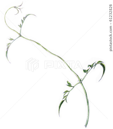 茉莉花藤 茉莉花藤 61232826