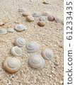 貝類 61233435