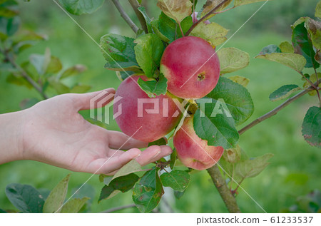 Juicy apple in the garden 61233537