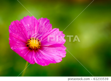 Kosmeya. green background from a flower 61233539