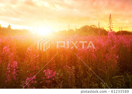 Pink Ivan-tea Or Epilobium Herbal Tea On Sunset 61233589