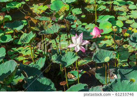 Lotus pond with sunlight. Flower of the buddha Lotus pond with sunlight. Flower of the buddha 61233746