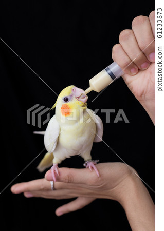 cockatiel bird hand feeding