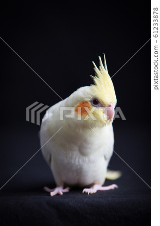 Young Cockatiel  isolated on black background 61233878
