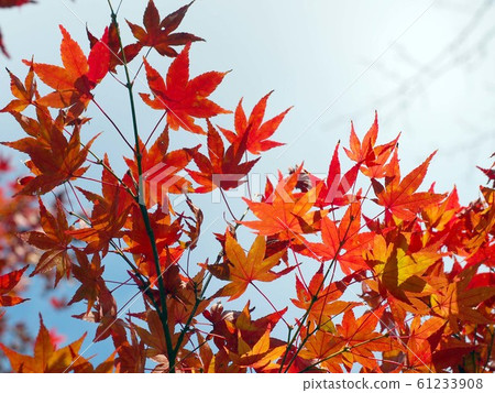 Maple 3 exposed to sunlight 61233908