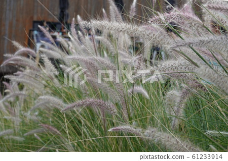 Close up grassland field in the afternoon 61233914