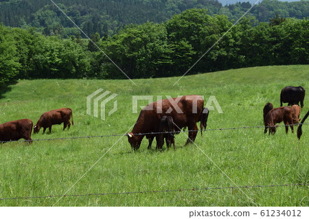 Cow Grazing Highland Farm Cow Grazing Highland Farm 61234012