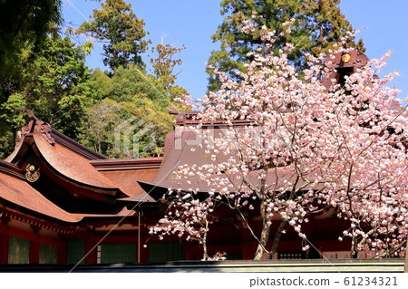 在神社里盛開的鹽og櫻花 在神社里盛開的鹽og櫻花 61234321