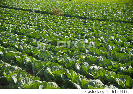 Cabbage field spreading all over Cabbage field spreading all over 61234353