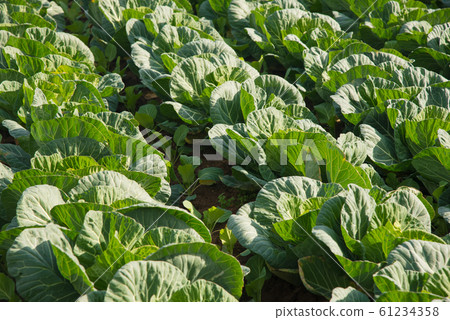 Cabbage field spreading all over Cabbage field spreading all over 61234358