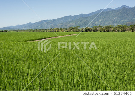 green paddy farm green paddy farm 61234405