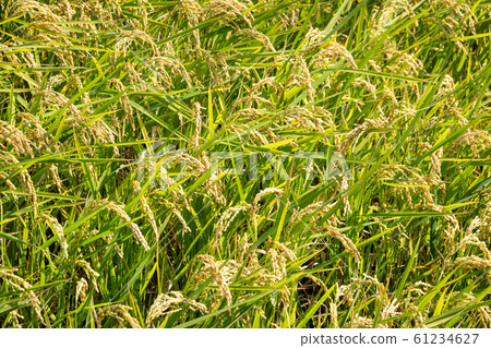 golden ripe rice farm golden ripe rice farm 61234627