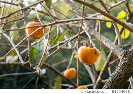 persimmons on the tree persimmons on the tree 61234628