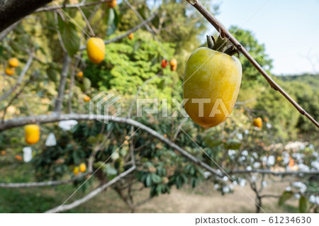 persimmons on the tree persimmons on the tree 61234630