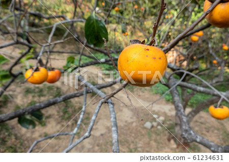 persimmons on the tree persimmons on the tree 61234631