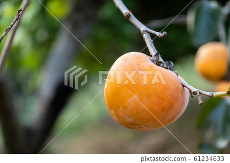 persimmons on the tree persimmons on the tree 61234633