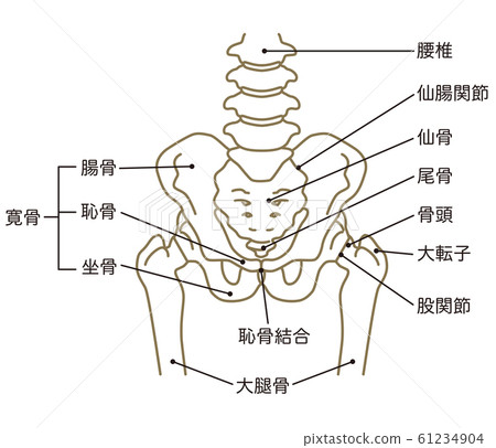 骨盆 骨盆 61234904