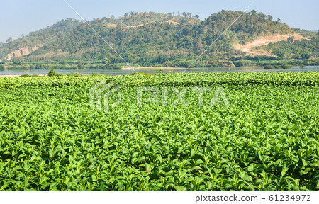 Tobacco leaf plant growing in the farm agriculture 61234972
