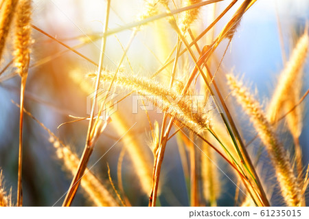 Mission grass flower or Pennisetum pedicellatum Mission grass flower or Pennisetum pedicellatum 61235015