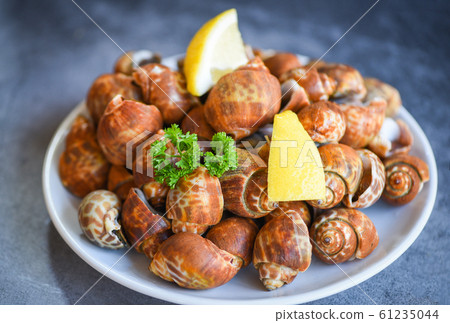 Babylonia areolata shellfish seafood with spices 61235044