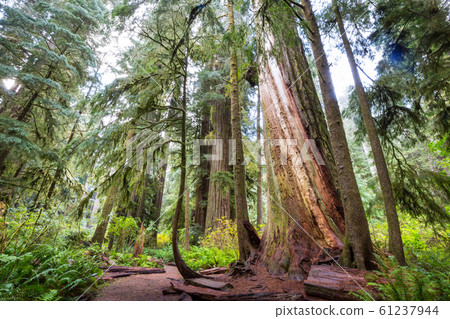 Redwoods Redwoods 61237944