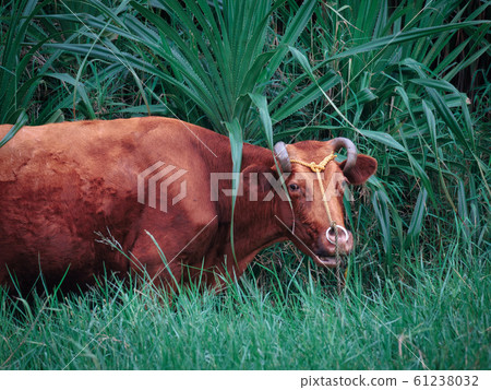 Cow of Yonagunijima 61238032