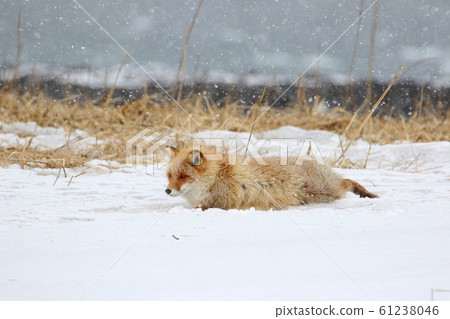 北方紅狐狸在白雪皚皚的曠野上爬行 北方紅狐狸在白雪皚皚的曠野上爬行 61238046