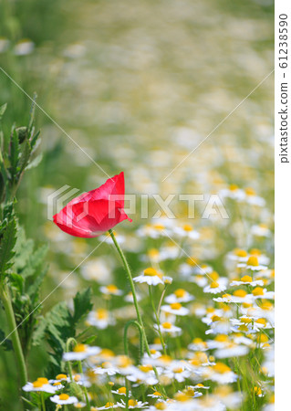 罌粟 61238590