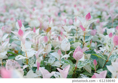 Hatsuyuki Hatsuyuki 61238640