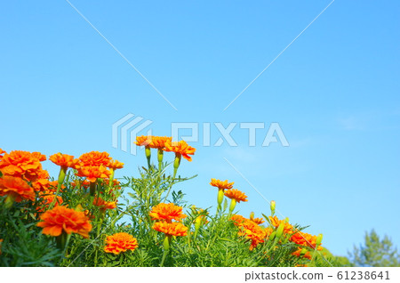 藍藍的天空和法國萬壽菊 藍藍的天空和法國萬壽菊 61238641