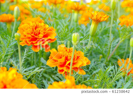Orange french marigold 61238642