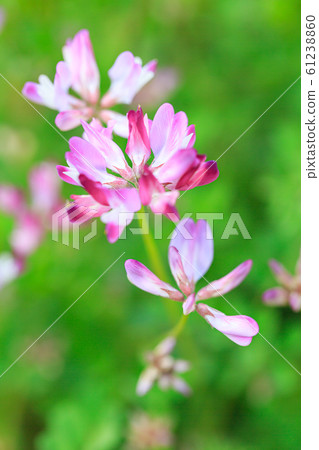 Lotus flower 61238860