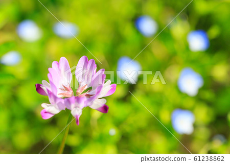 Lotus flower 61238862