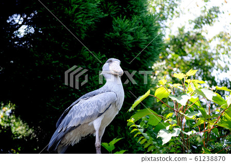 鯨頭鸛 鯨頭鸛 61238870