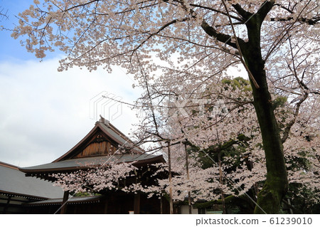 靖國神社@櫻花節 靖國神社@櫻花節 61239010