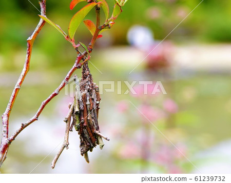 Endangered species of bugs that overwinter Endangered species of bugs that overwinter 61239732