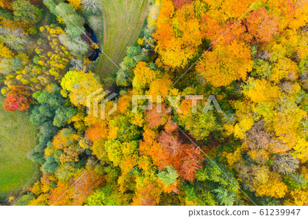 View from the heights of the colorful autumn forest 61239947