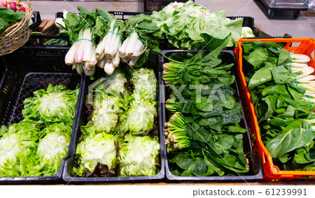 Green chard, spinach and lettuce in greengrocery Green chard, spinach and lettuce in greengrocery 61239991