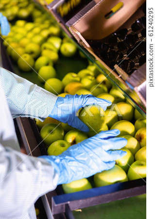 Fresh apples running on rolling conveyor of production line, hands of worker Fresh apples running on rolling conveyor of production line, hands of worker 61240295