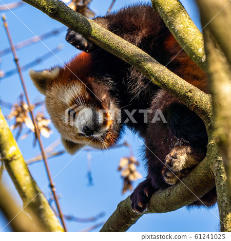 The red panda, Ailurus fulgens, also called the 61241025